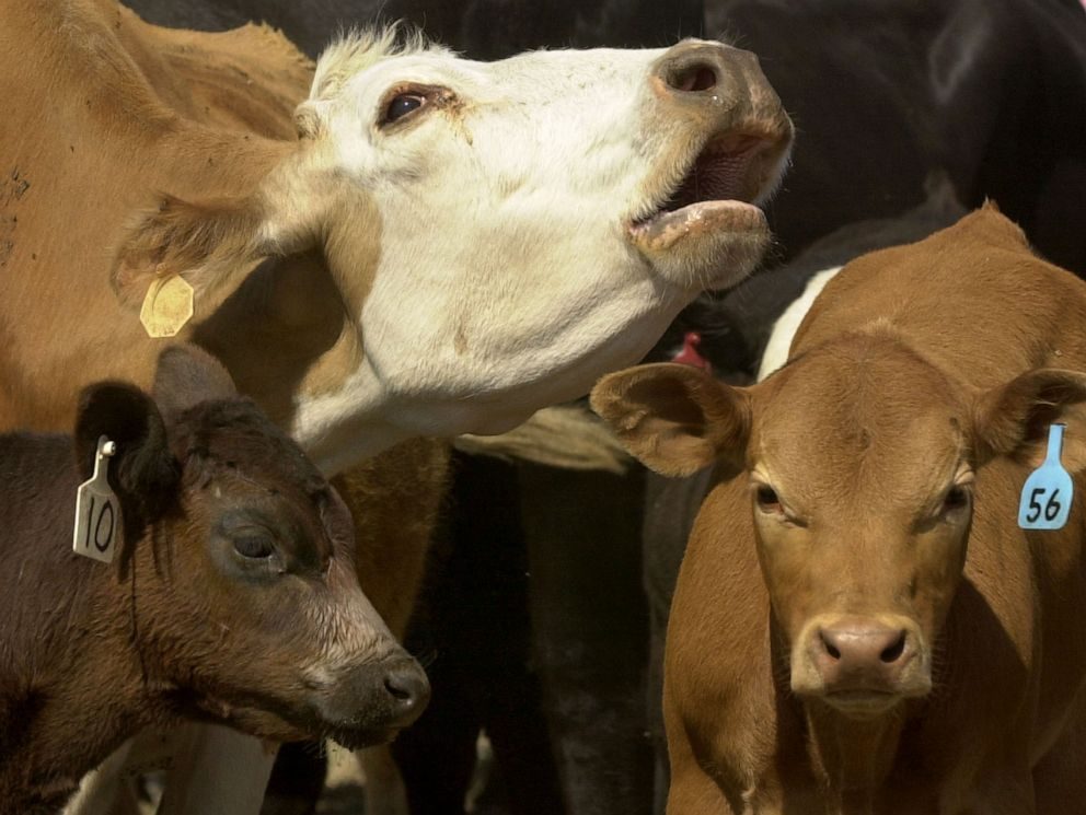 نقيب الفلاحين يوضح تداعيات الموجة الحارة على القطاع الحيواني في مصر