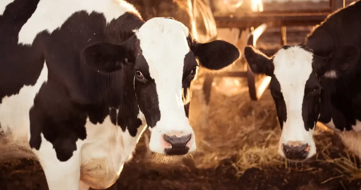 أسعار علف المواشي اليوم السبت 19 يوليو 2025