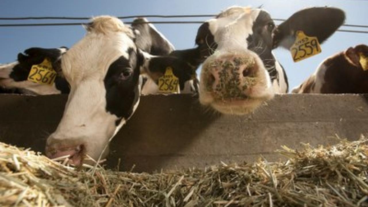 الجزائر| رقمنة المواشي للحفاظ على الثروة الحيوانية