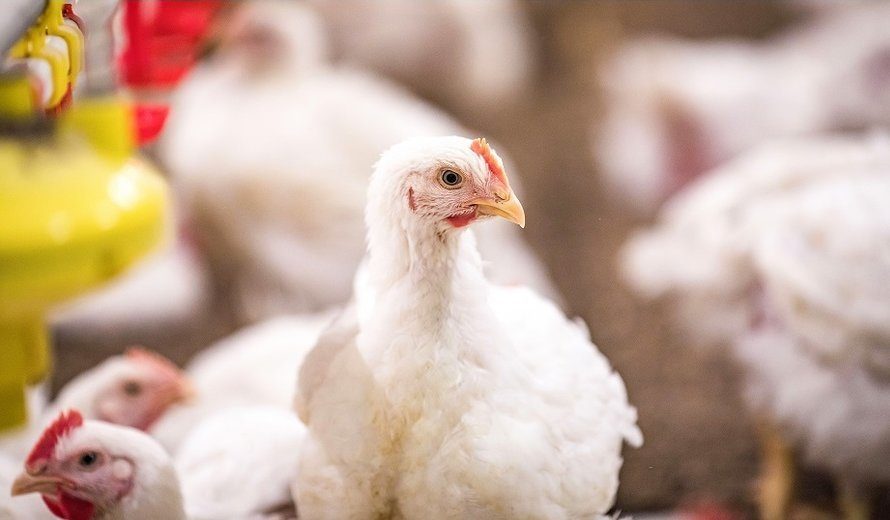 الفراخ البيضاء بـ95 جنيهًا.. أسعار الدواجن والبيض والكتاكيت اليوم الإثنين بالمزارع