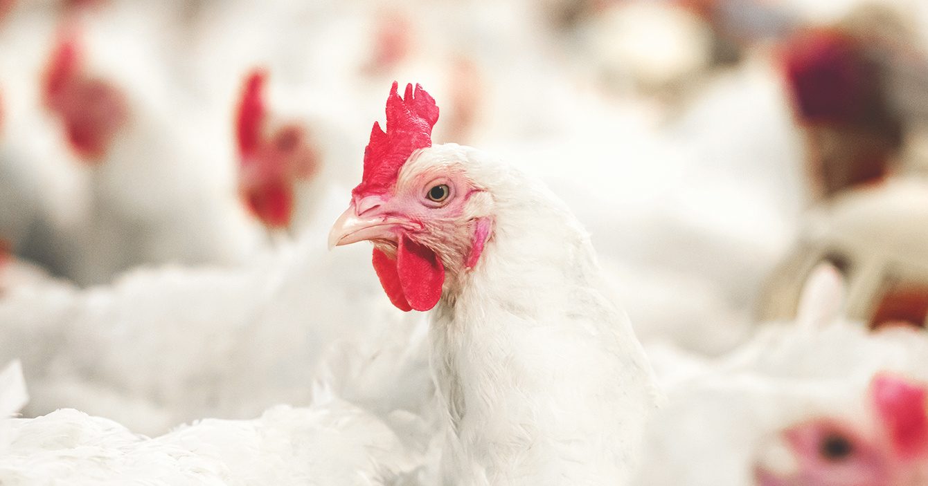 أحمد رمزي: 80 جنيه سعر كيلو الفراخ البيضاء بعد عيد الأضحى