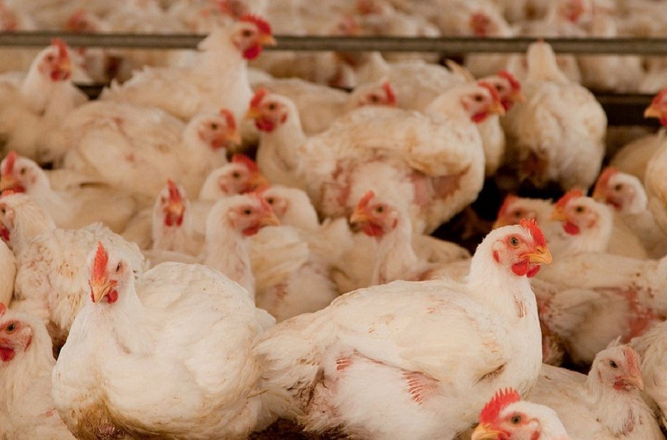 صادرات البرازيل من الدواجن ترتفع في عام 2025 رغم الحظر التجاري بسبب إنفلونزا الطيور