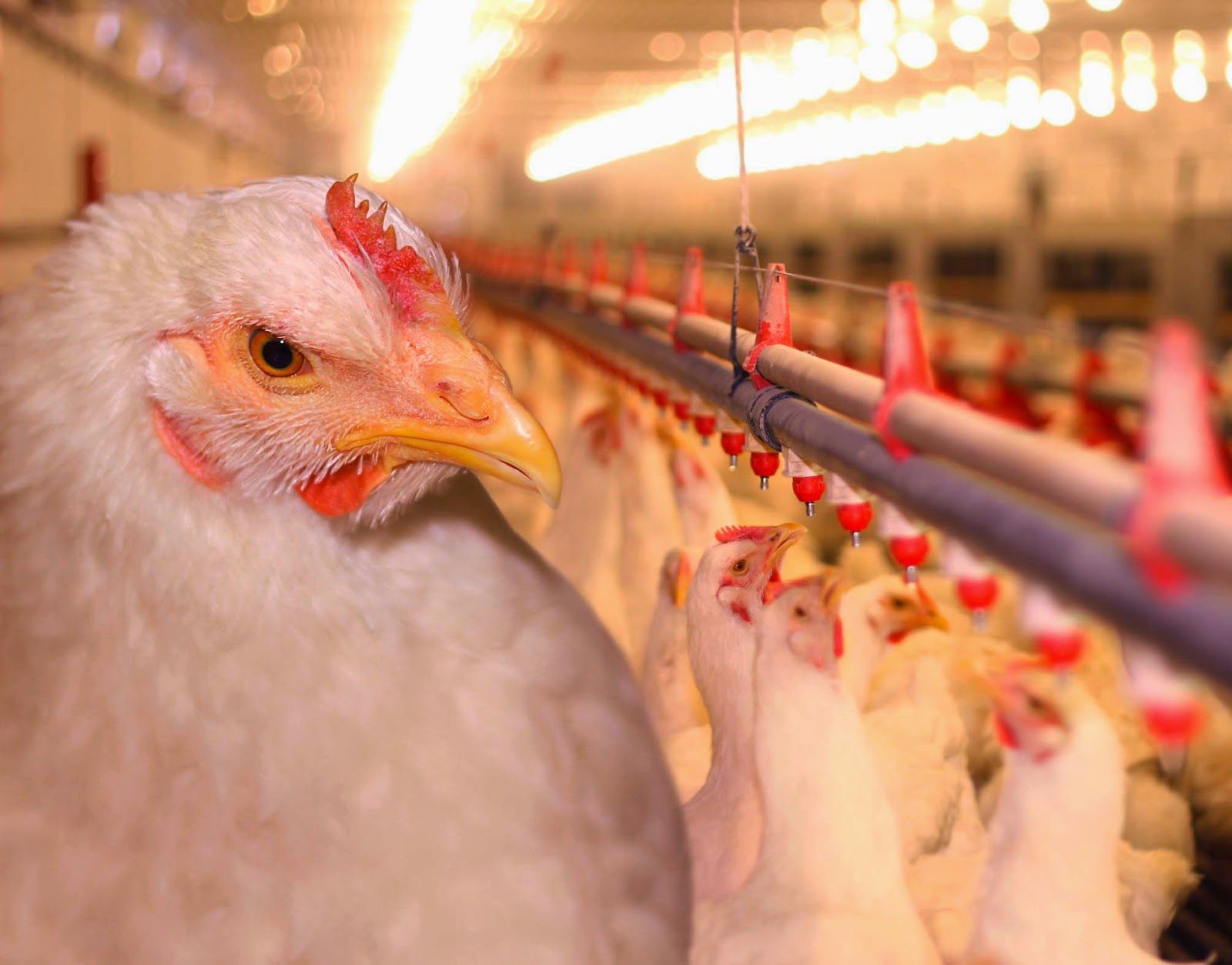 الفراخ البيضاء بـ67 جنيهًا.. أسعار الدواجن والكتاكيت اليوم السبت بالمزارع