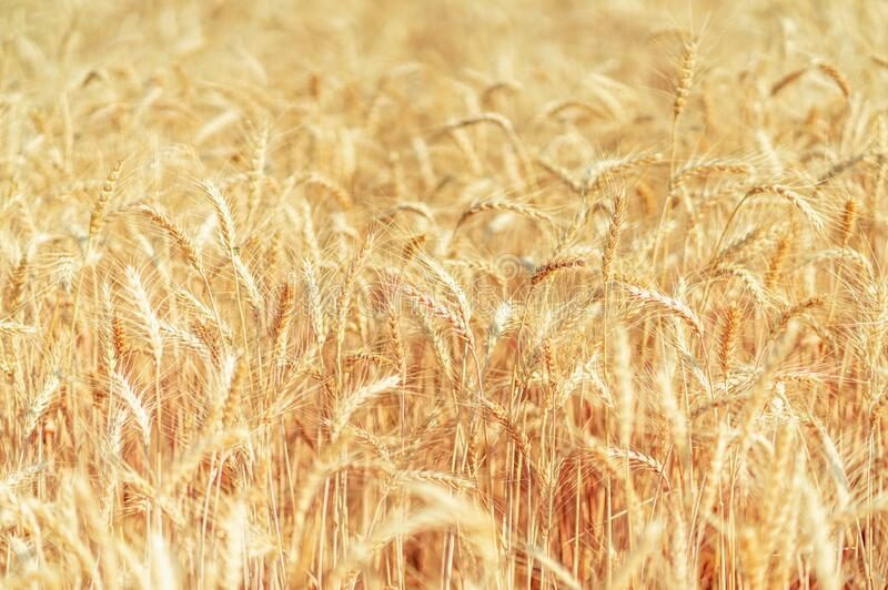 القمح يصل إلى أدنى مستوياته في بورصة يورونكست مع قوة اليورو والمنافسة الأرجنتينية