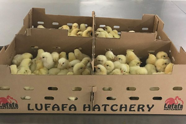 دواجن الجيزة: تراجع أسعار الكتاكيت البيضاء بنحو 35 % في المزارع