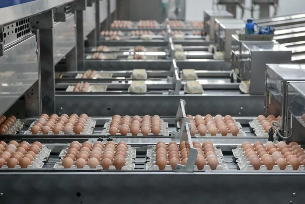 سعر البيض اليوم