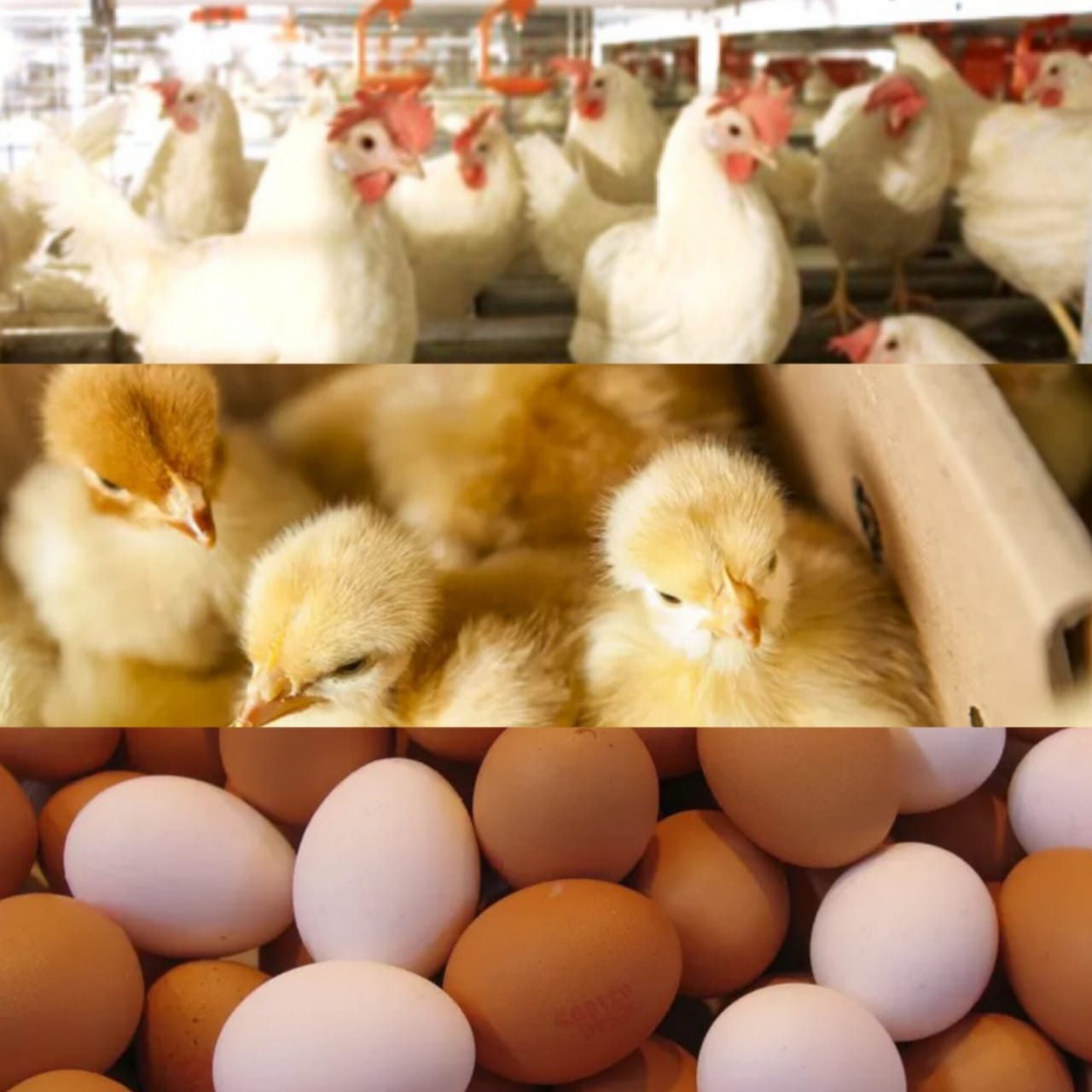 تراجع أسعار الدواجن واستقرار البيض والكتاكيت اليوم الخميس