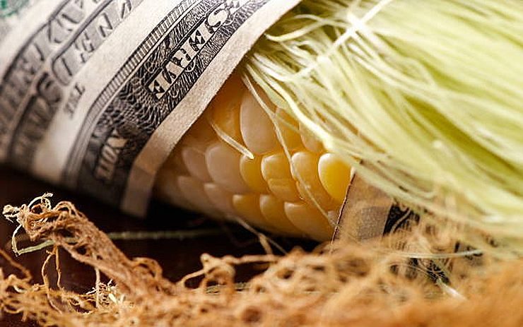 أسعار الذرة على الحدود الغربية الأوكرانية تبدأ في الانخفاض