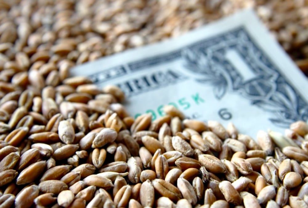 سعر القمح في أوكرانيا لا تزال تحت ضغط من انخفاض الأسعار في البورصات العالمية