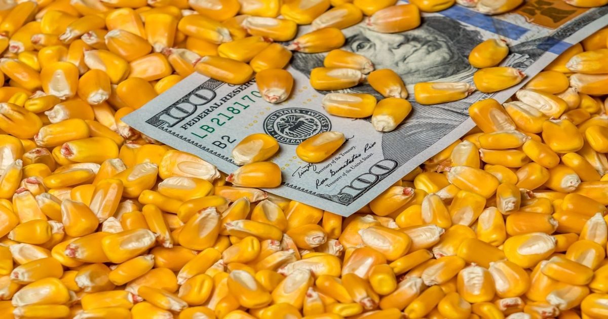 أسعار الذرة في السوق الأوكراني تنخفض خلال الأسبوع بمقدار 5-8 دولارات/طن