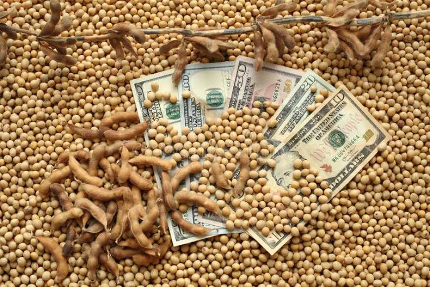 بورصة الحبوب| العقود الآجلة لفول الصويا تسجل أعلى مستوى لها خلال أسبوعين