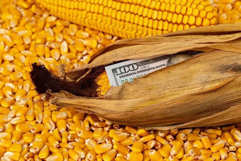 أسعار الذرة في السوق الأوكراني لا تزال تحت ضغط من الأسواق العالمية.. لتسجل مستوى 197-203 دولار/طن