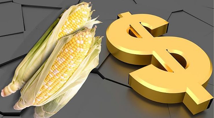 الجزائر تطرح مناقصة جديدة لاستيراد الذرة بكمية تصل إلى 240 ألف طن