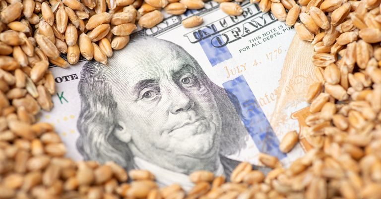 أسعار القمح الأوكراني تقع تحت ضغط انخفاض عقود شيكاغو