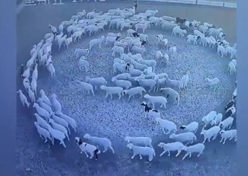 ظاهرة دوران الأغنام