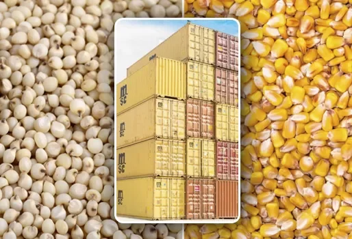 خاص| هل تخضع الذرة وباقي الخامات للفحص وسحب العينات بالموانئ؟ أحمد العكازي يجيب