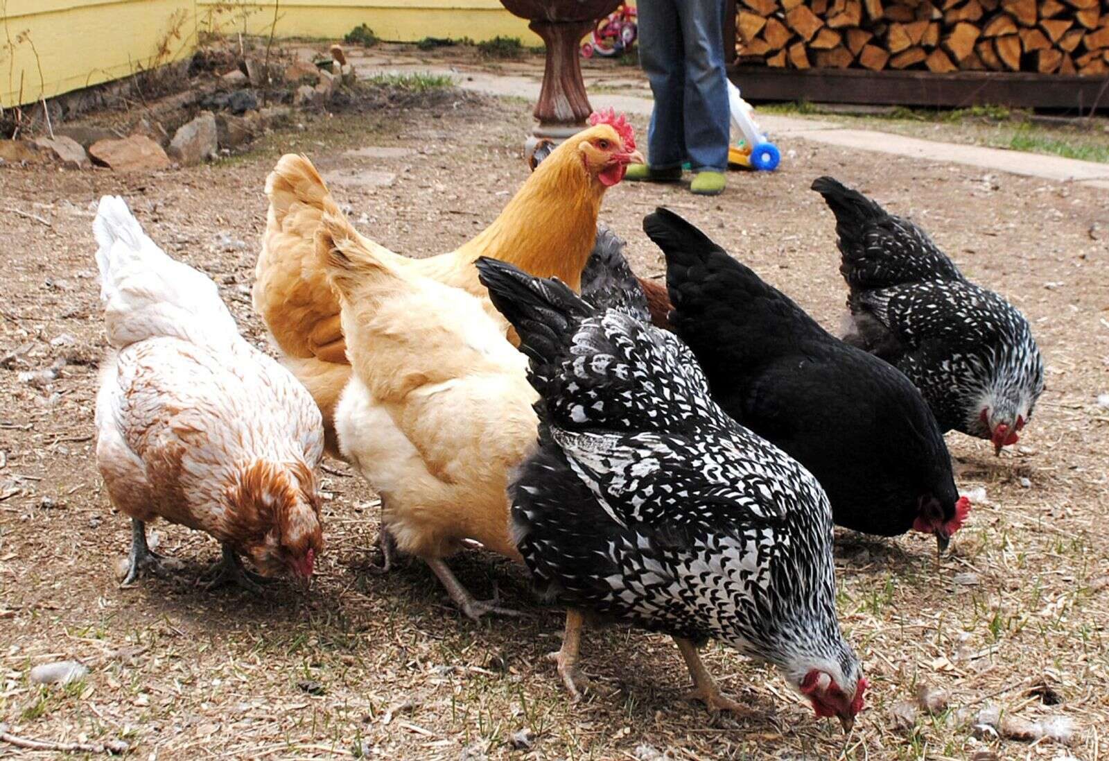 المكسيك تؤكد تفشي أنفلونزا الطيور في أسراب الدواجن بالمنازل