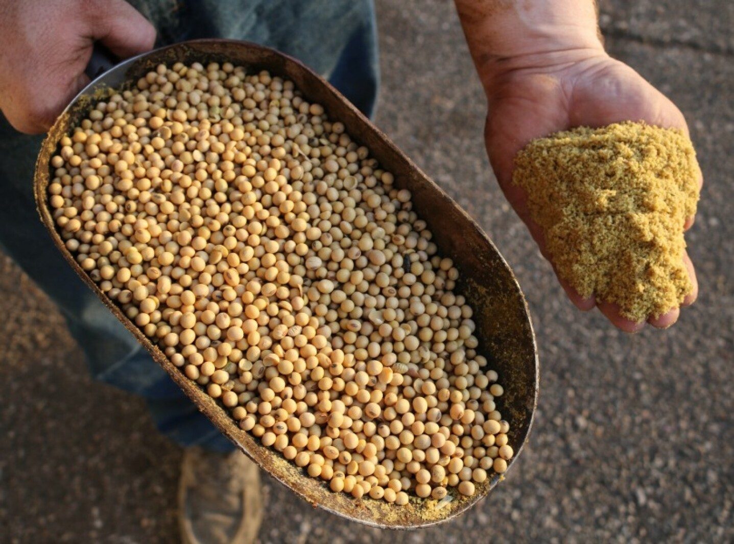 KFA وFLC الكوريتان تتعاقدان على شراء 68,000 طن من كسب الصويا