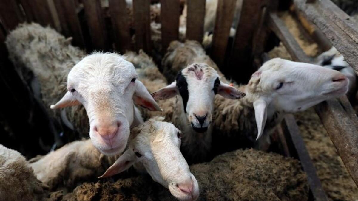 الزراعة تعلن طرح لحوم الأضاحي الحية للبيع بدءا من يونيو المقبل