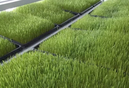 تونس تشتري 50 ألف طن من علف الشعير في مناقصة دولية