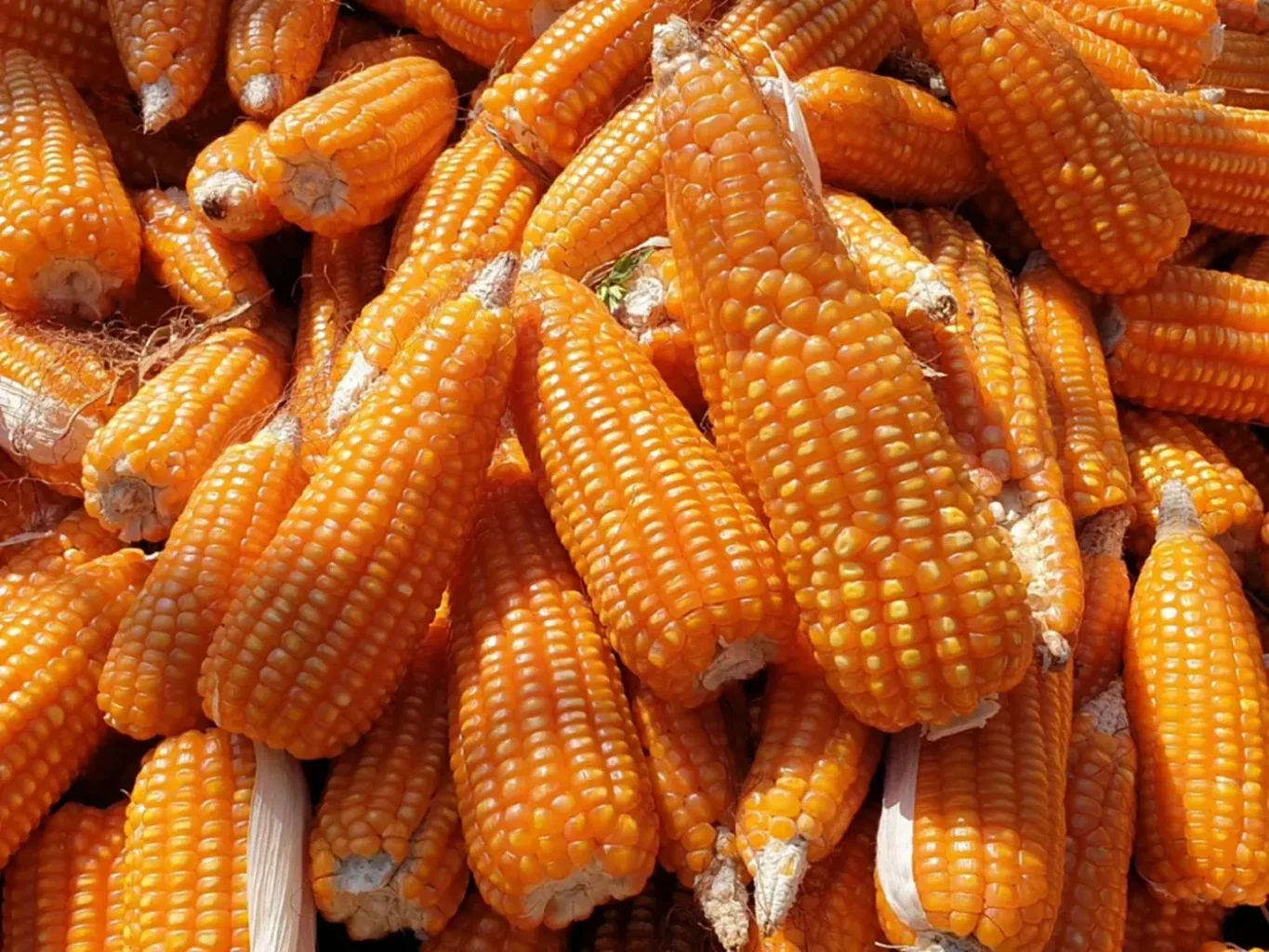 العقود الآجلة للذرة تسجل تحركات سلبية وتغلق تداولات الجمعة على انخفاض