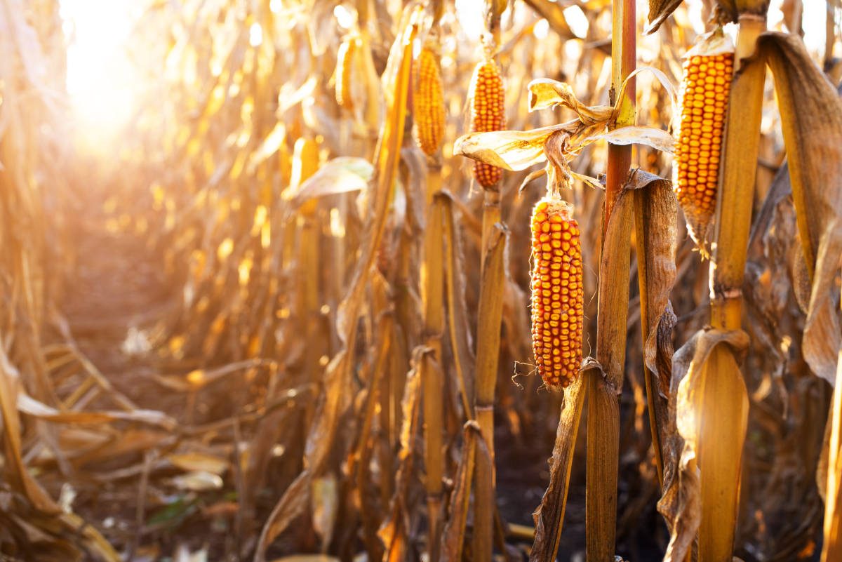 MFIG التايوانية تحجز 65 ألف طن من الذرة البرازيلية لشهر سبتمبر