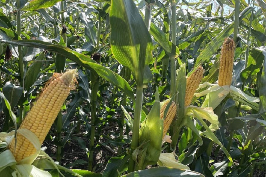 كازاخستان تعتزم زيادة المساحة المزروعة بالذرة