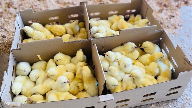 استقرار في أسعار الكتاكيت اليوم الإثنين بالشركات