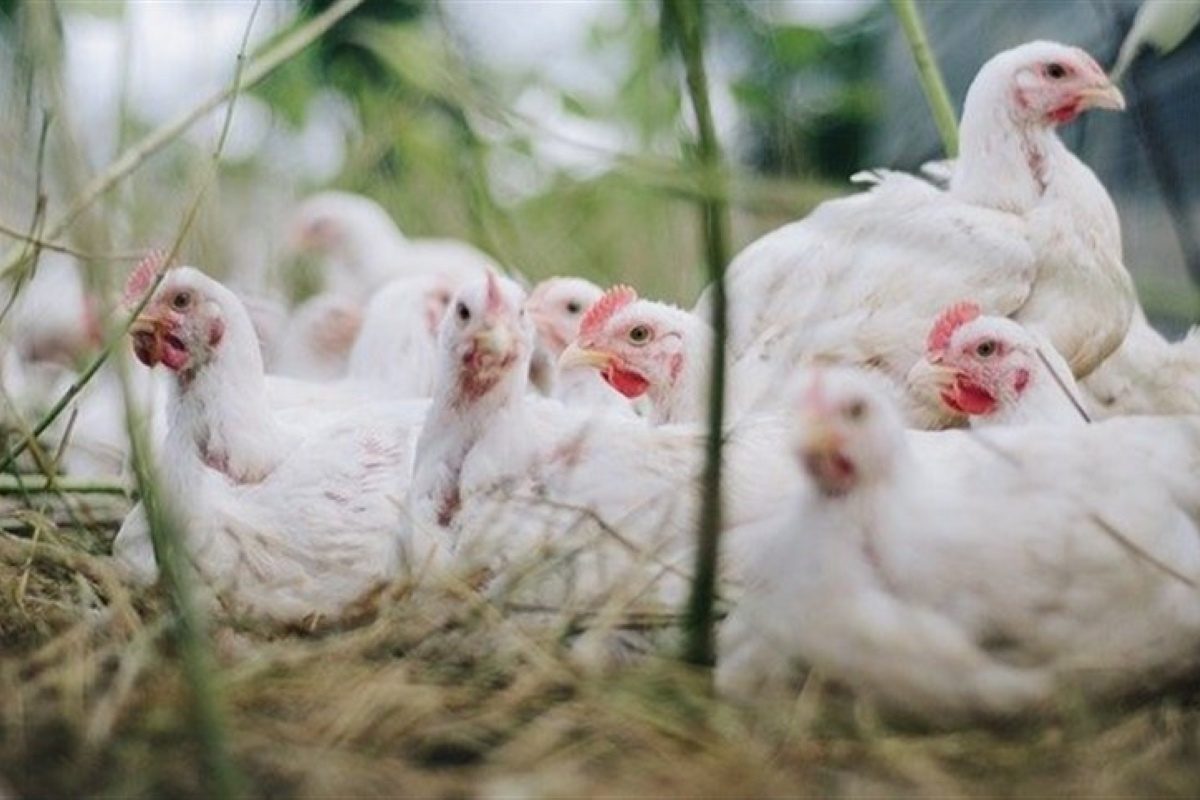 الجزائر تستورد 10 آلاف طن من الدواجن البرازيلية خلال الأربعة أشهر الأولى من 2024