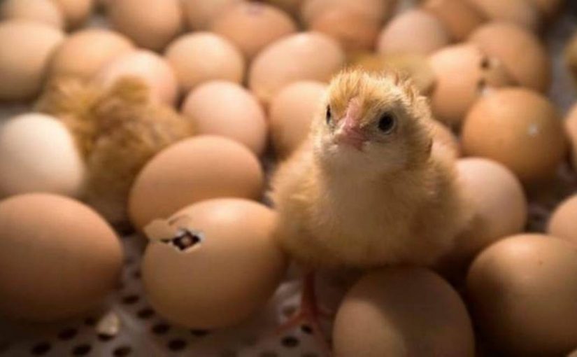 موزمبيق ترفع الحظر عن واردات الدواجن من جنوب أفريقيا