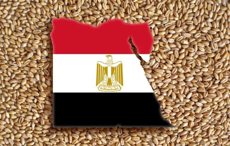 مصر تحتفظ بمكانتها كمستورد رئيسي للقمح الروسي في العام 2024-2025