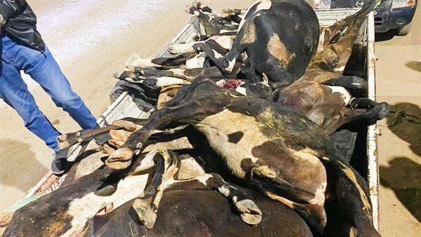 كشف ملابسات ضبط سيارة محملة بمواشي مذبوحة غير صالحة للاستهلاك