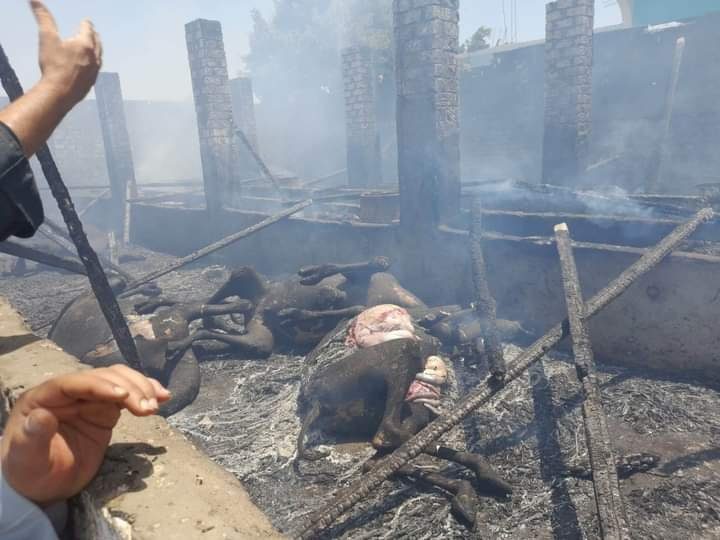 حريق هائل يلتهم 16 رأسا من الماشية بأبو تشت في قنا