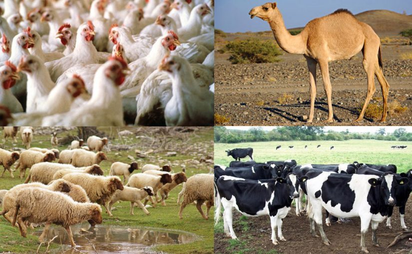 الزراعة تصدر توصيتها لمربى الثروة الحيوانية والداجنة لمواجهة التقلبات الجويه الباردة