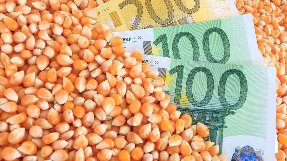 الصويا والقمح يثقلان كاهل الأسواق وأسعار الذرة العالمية تغلق يوم الثلاثاء على انخفاض