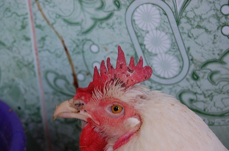 كوليرا الطيور.. كأحد الأمراض البكتيرية في الدواجن