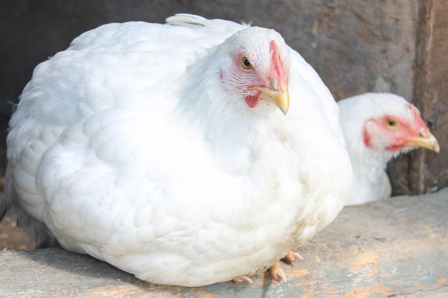 أسعار الدواجن