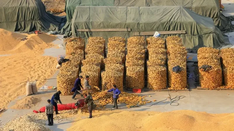 الصين تستورد 415 مليون طن من الحبوب خلال عام 2025