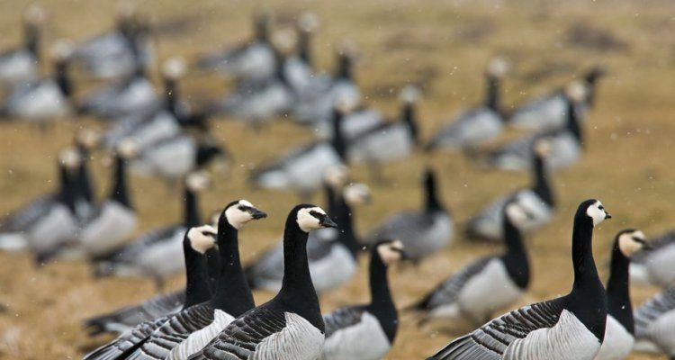 دور الطيور المهاجرة فى نقل عدوى الميكوبلازما