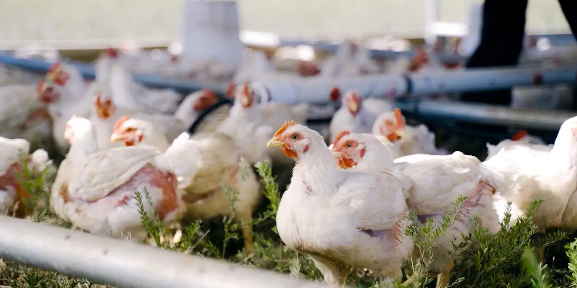 وسط ارتفاع النافق في العنابر.. هل تتمكن الدواجن من الحفاظ على موقعها كأرخص سلعة.. الشعبة تُجيب!