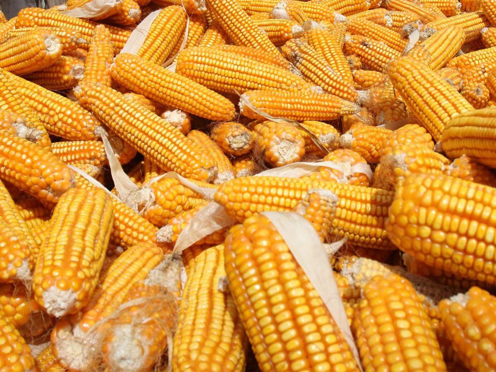 ماليزيا تزيد مشترياتها من الذرة الرفيعة الأمريكية