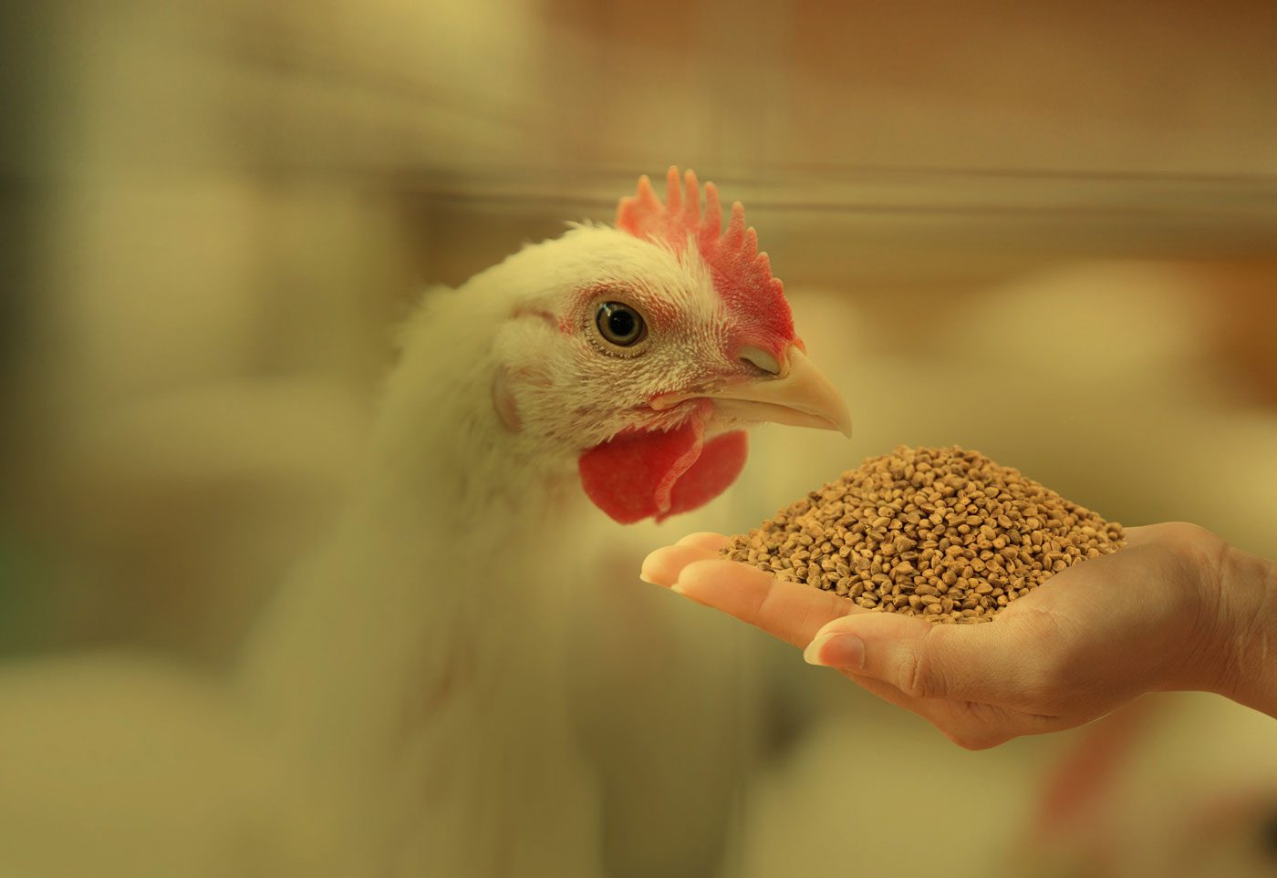 خاص| «إياد حرفوش» يكشف تأثير انسحاب روسيا من اتفاقية الحبوب الأوكرانية علي صناعة الأعلاف والدواجن