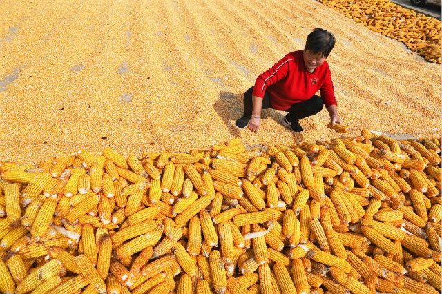 7 شركات تستحوذ على 50% من إجمالي واردات الذرة خلال 2023