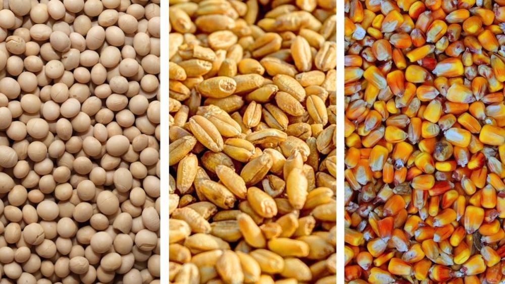 انخفاض أسعار فول الصويا والذرة والقمح في البرازيل بأكثر من 20% في عام 2023