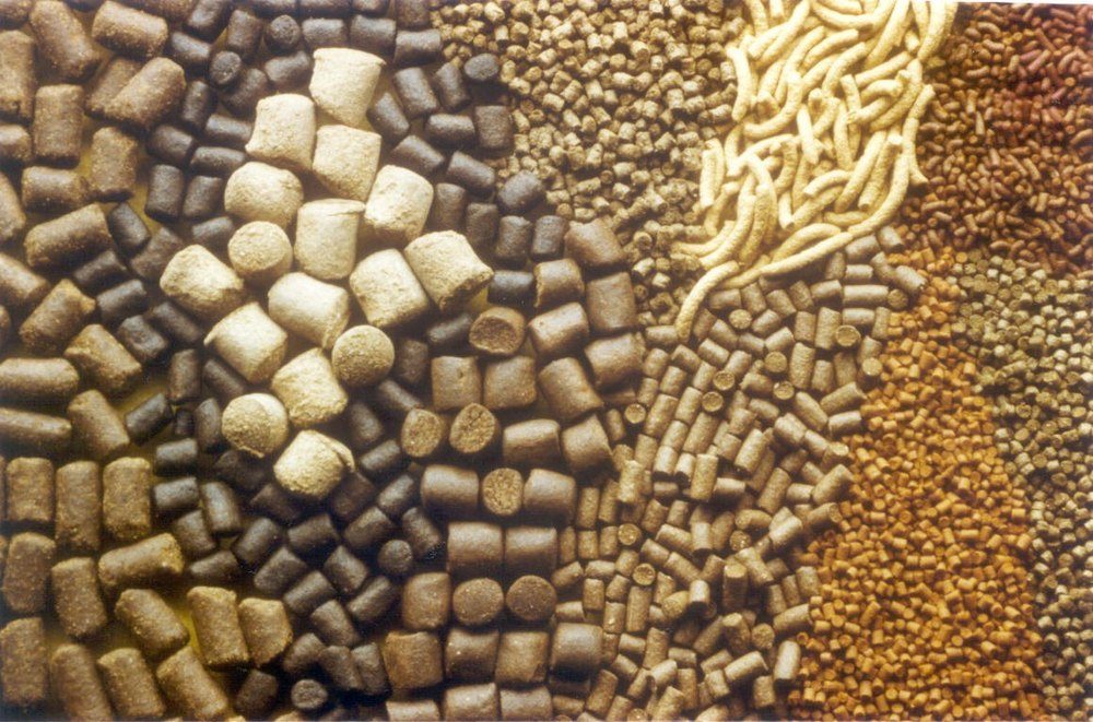 خاص| كاوادايس فيد: أسعار الخامات متناسبة ومتوازنة مع سعر أعلاف الأسماك