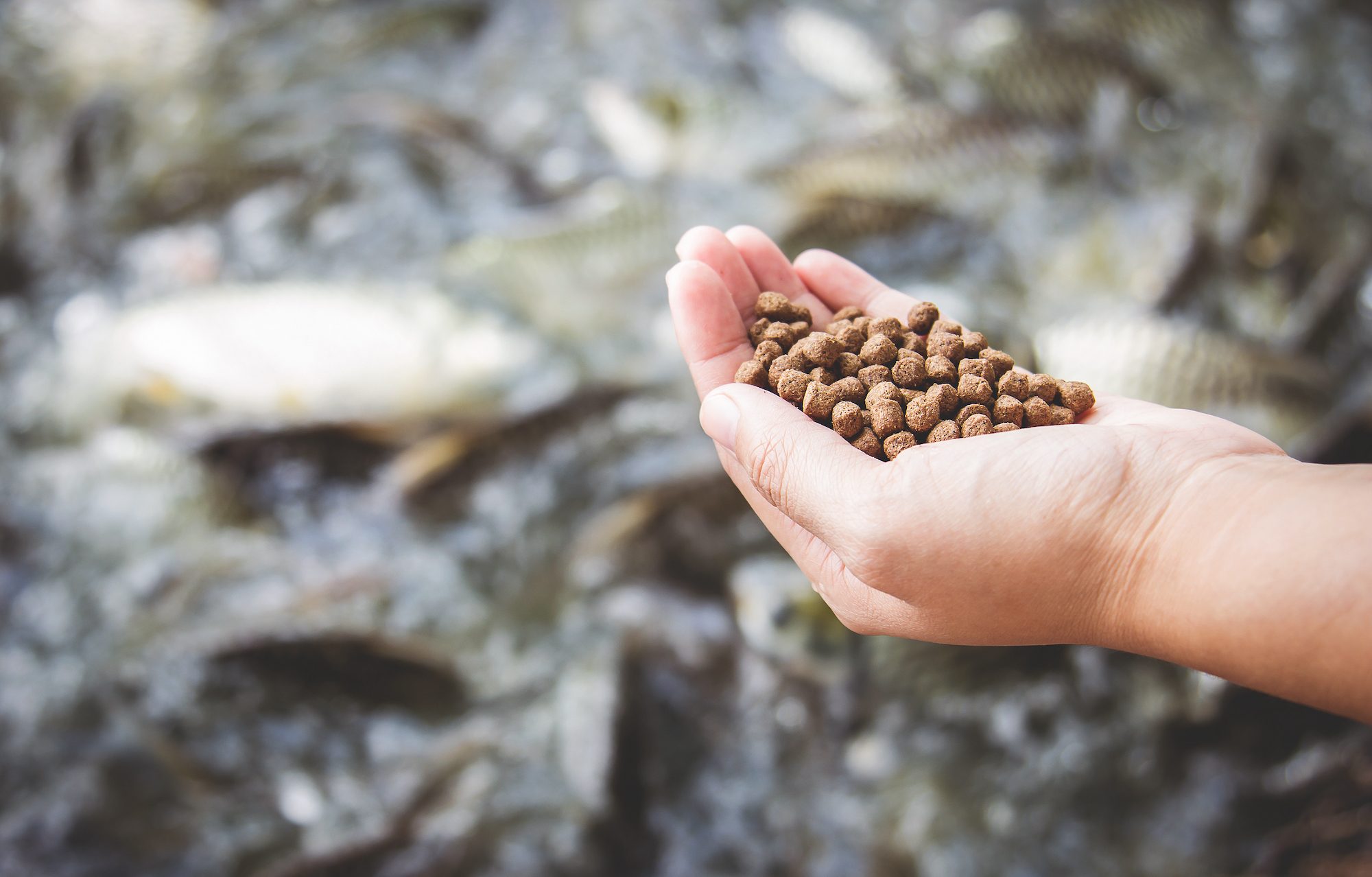 الدعاء للأعلاف زيادة المعروض من الخامات يعطي الأمان للمربين لعدم ارتفاع سعر العلف