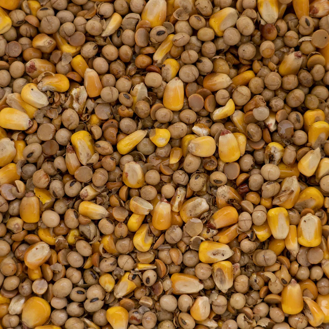 الصين تحافظ على توقعات ثابتة للذرة وفول الصويا للفترة 2024-2025