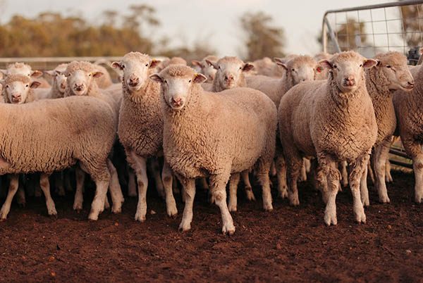 السعودية| وصول أكثر من 2.3 مليون رأس ماشية عبر ميناء جدة استعدادا لعيد الأصحى