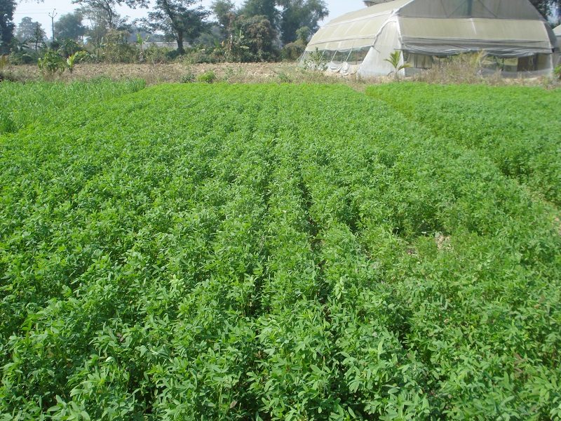 "الزراعة" تنشر أهم التوصيات الفنية لمزارعي الأعلاف الخضراء