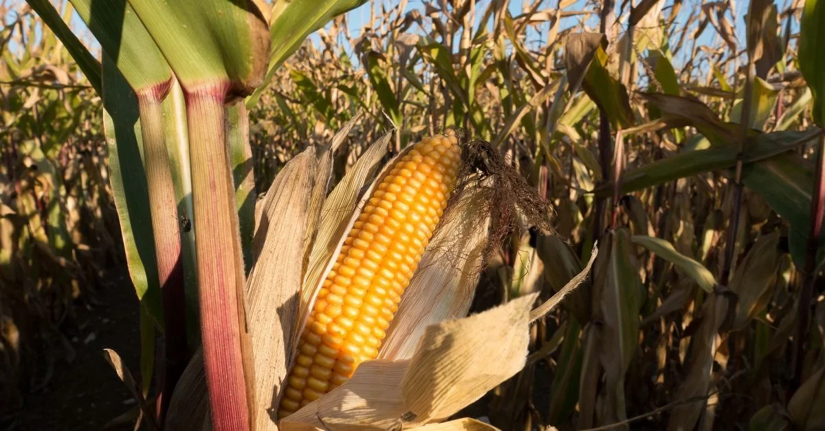 فرنسا تشهد زيادة في مساحة الذرة المزروعة بنسية 10%